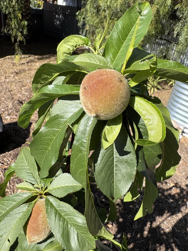 What causes these drops on my peaches