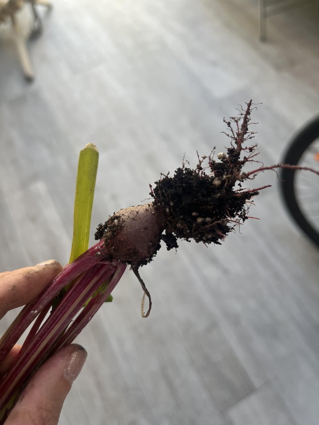 My first beet! 😂🫶🏼 – Reddit Post