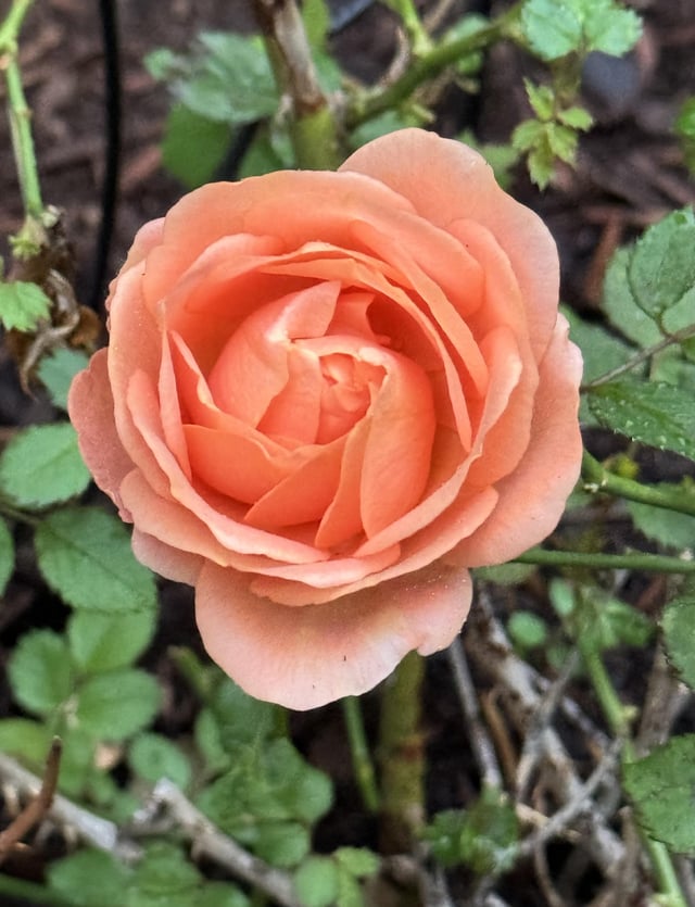 October in Oregon – Reddit Post