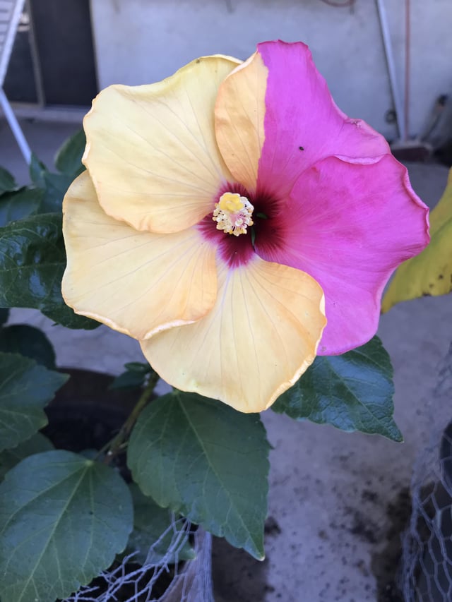 Yellow Hibiscus produced this 1/2 & 1/2 flower! What causes this to happen? – Reddit Post