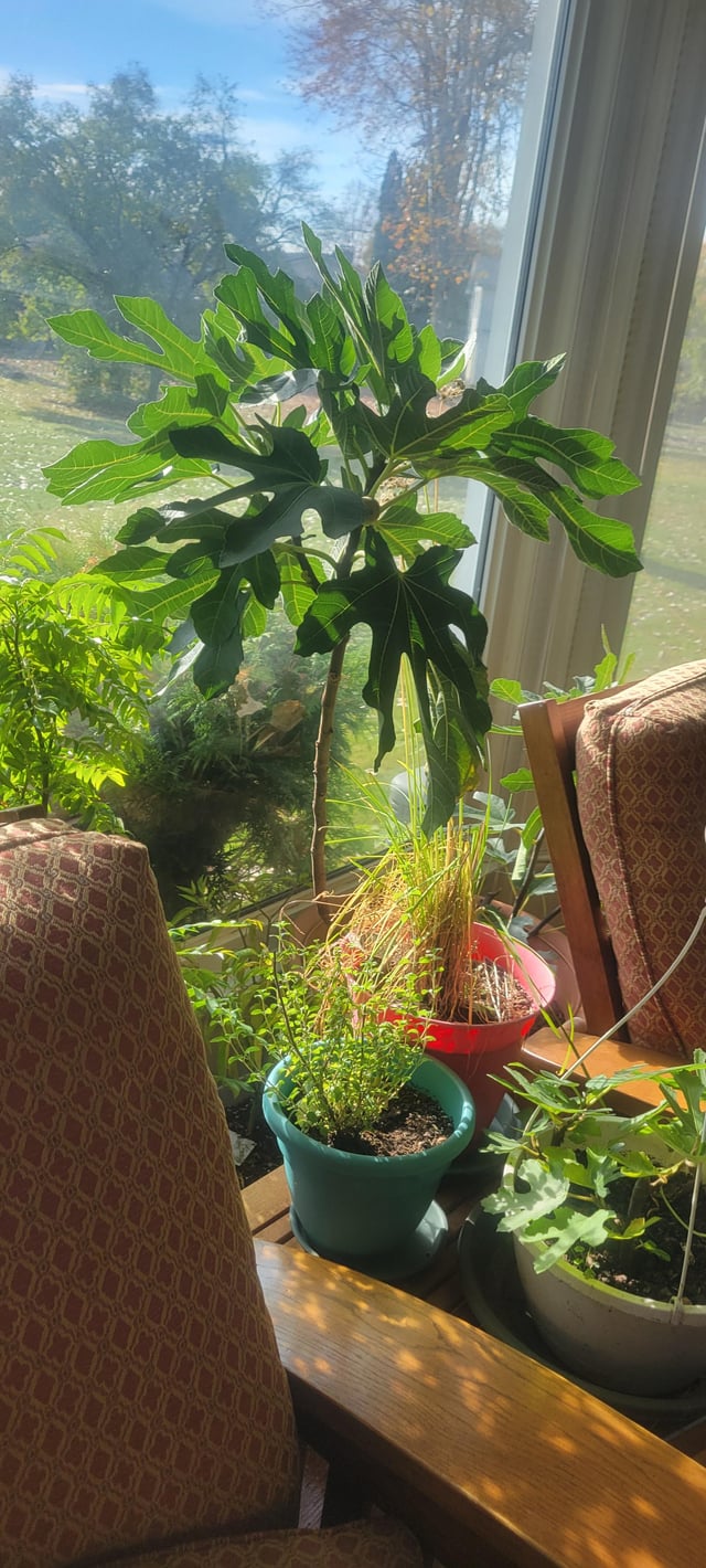 Fig plant – Reddit Post