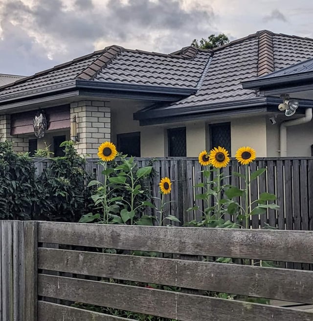 Sunflowers in my neighbourhood – Reddit Post