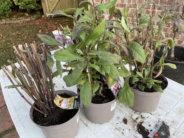 How to overwinter rudbeckia?