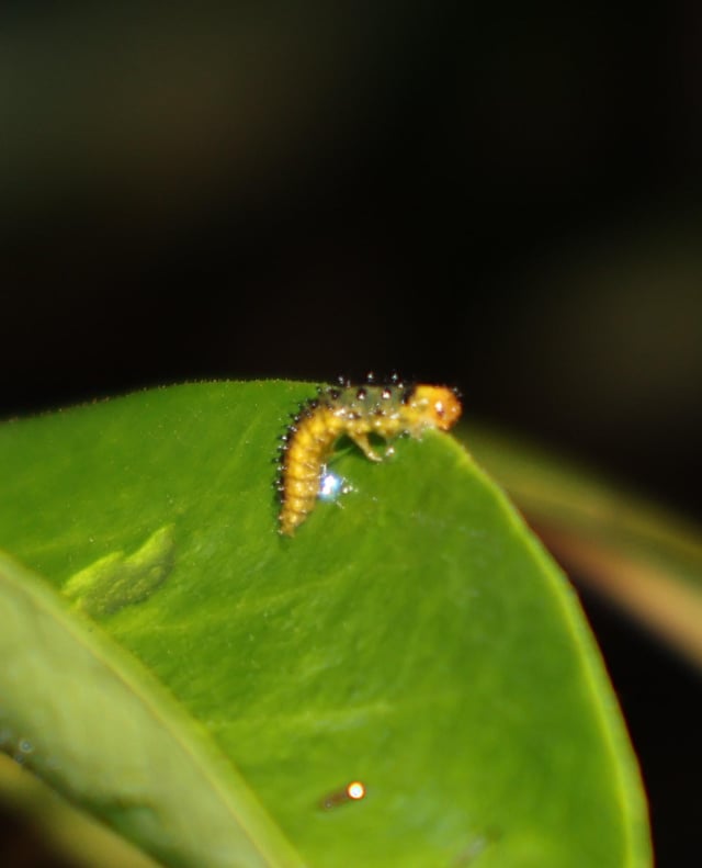 What is this little larvae? Not much online about what is devouring my native frangipani (hymenosporum). Have sprayed water & dish liquid solution on discovery so fingers crossed.