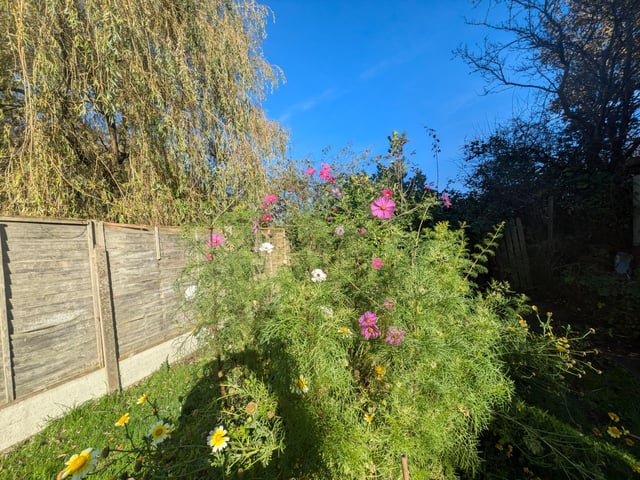 Giant Cosmos