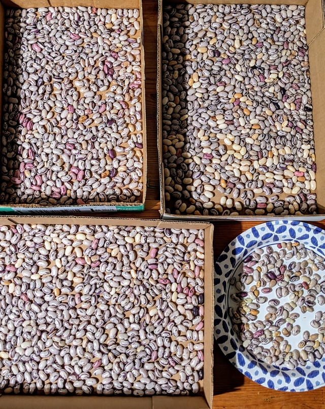 Dry Beans – shelling complete – Reddit Post