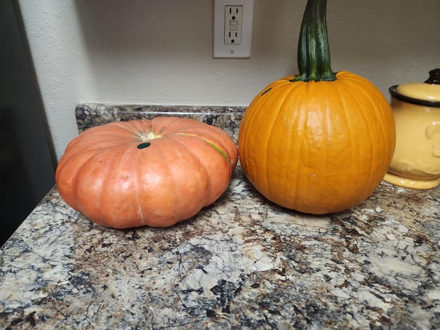 Hi! Can anyone tell me what kind of pumpkin these are and if they’d be good for eating? – Reddit Post