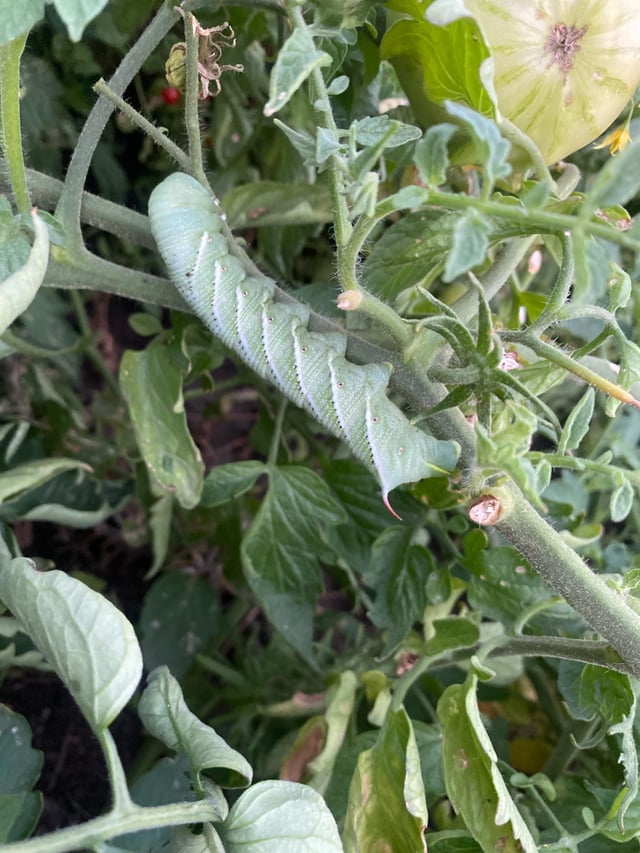 Do I need to kill tomato worms? – Reddit Post