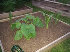 first year with pumpkins-first and last photo- – Reddit Post