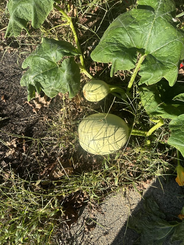 I have an accidental pumpkin patch in my front yard lol. There are 2 pumpkins but only 1 of them is growing. Is there anything I can do to make the little one grow?