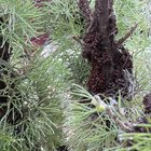 What’s happening to my Woolly Bush