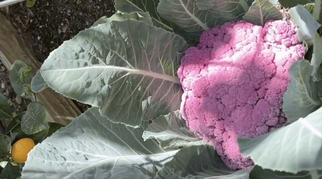Love to grow colorful edibles in our backyard garden like this Purple Cauliflower 🌱 – Reddit Post