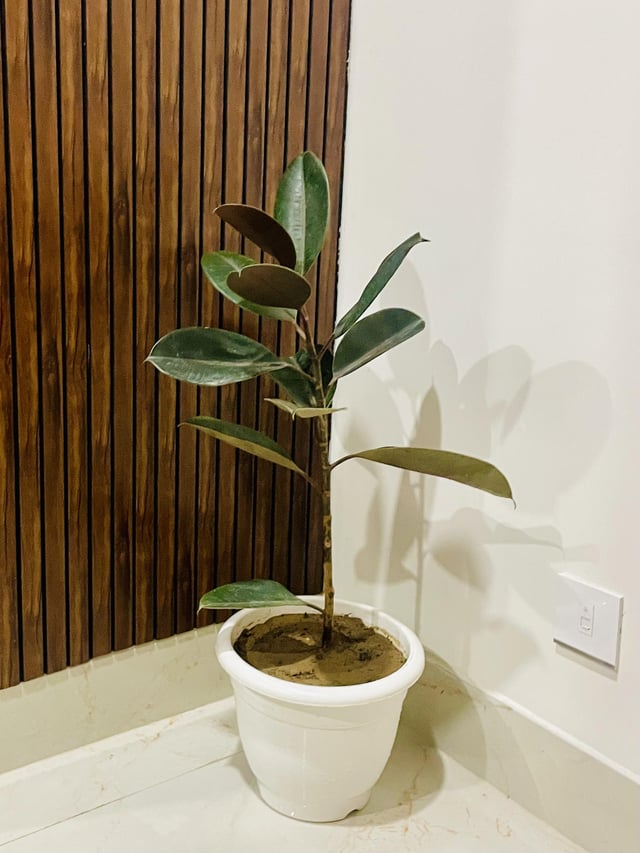 New addition: My little rubber plant. Hoping it grows strong!