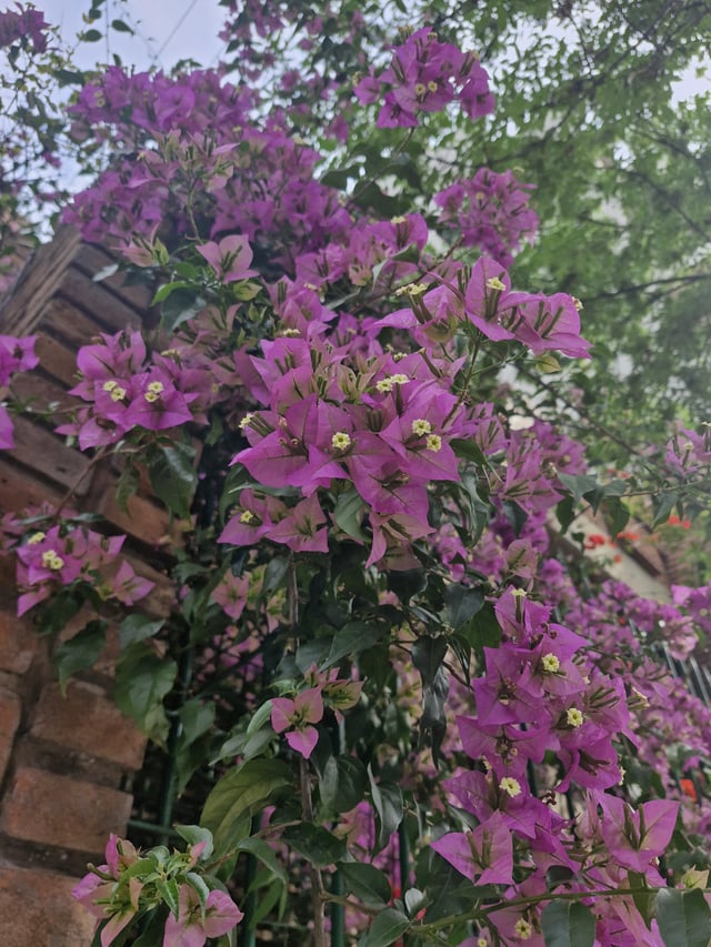 Hi This plant belongs to my neighbor and it is passing to the side of my garden. I love it and I would like to know what flower it is🌺 – Reddit Post