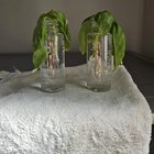 First Experience with Gardening. Propagating Basil. – Reddit Post