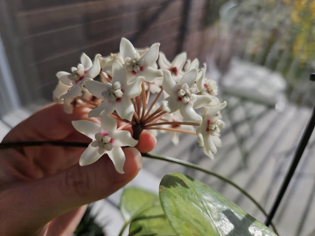 My Hoya bloomed! – Reddit Post
