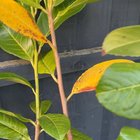 Cherry laurel