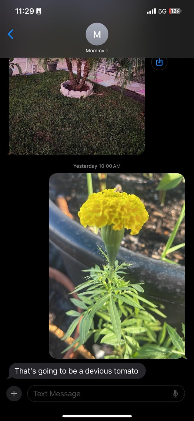 The mariglobe tomato my mom bought is officially not a tomato – Reddit Post