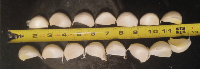 Big enough to plant, pretty thick too. – Reddit Post