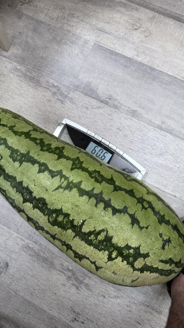 Massive watermelon – Reddit Post
