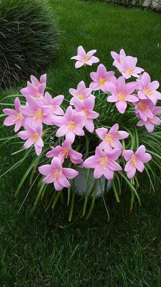 Oink Flowers – Reddit Post