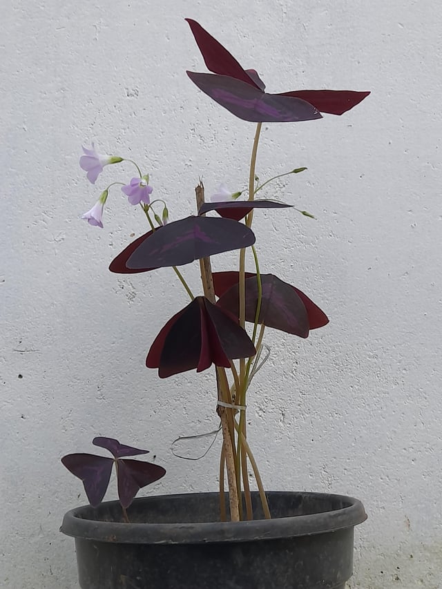Butterfly leaf plant