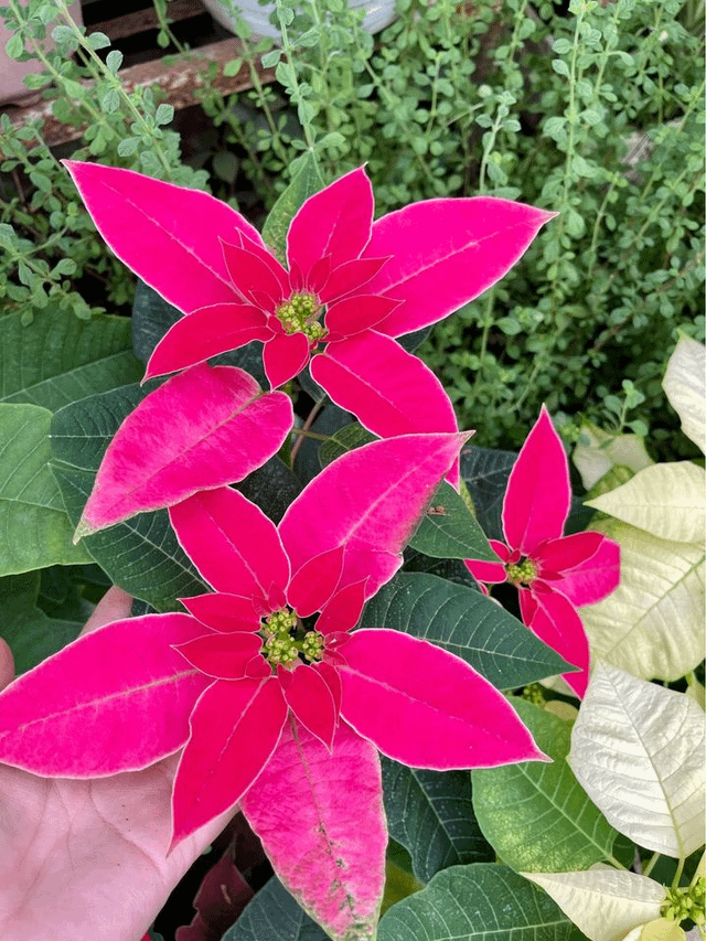 Poinsettia Plants – Reddit Post