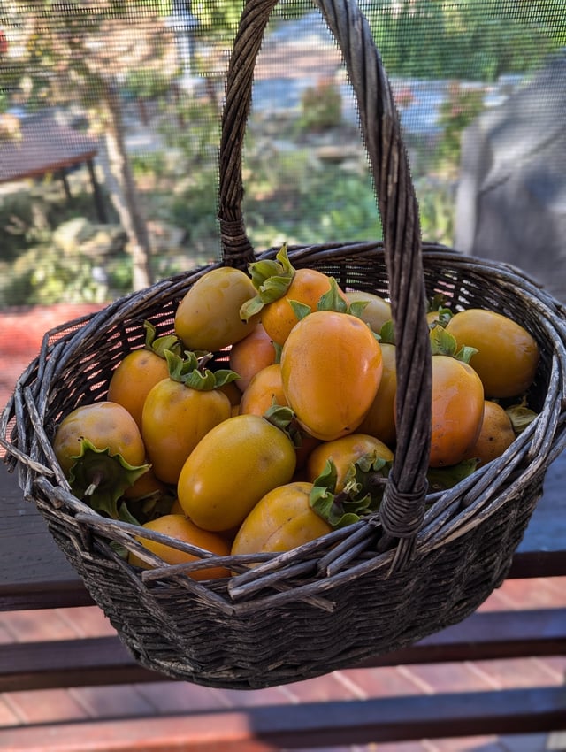 My first “real” persimmon harvest. – Reddit Post