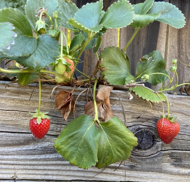 It’s October and I’m still getting yummy strawberries. – Reddit Post