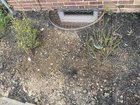 Are my blueberries doing okay? Before and after pics 1 season after planting – Reddit Post