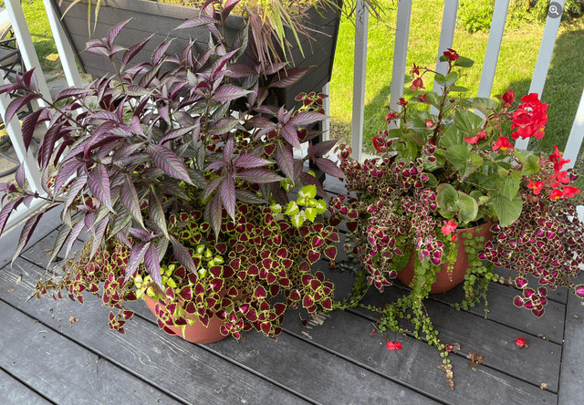 Hi everyone! I bought these pre-arranged from Lowe’s early in the summer. Much to my surprise they did really well. I’m wondering if they are something that could come inside for the winter to be put back out next year ? Will they need different care than a regular houseplant? – Reddit Post