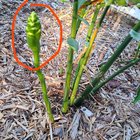 What is this growing with my Ginger 🫚 – Reddit Post