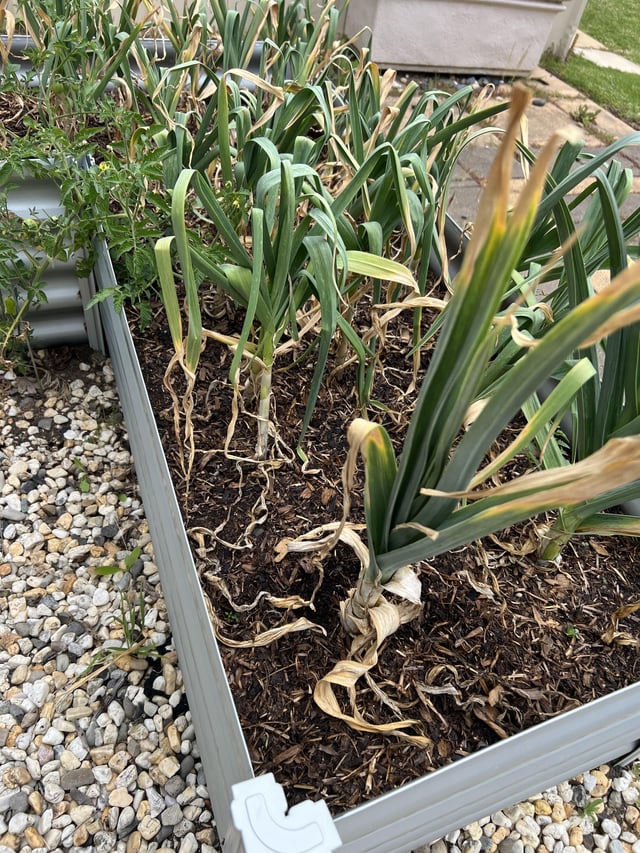Garlic ready? Feels early