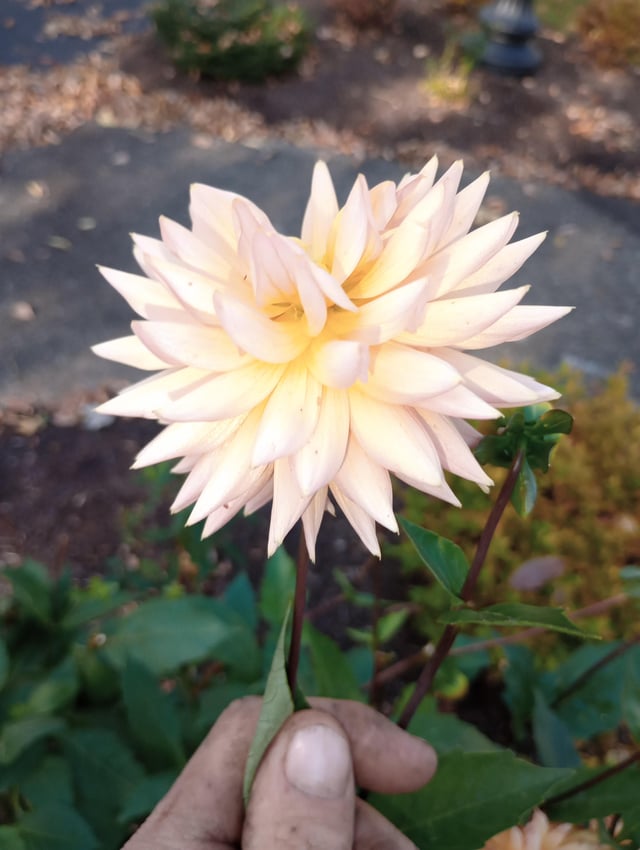 Just a pic I took in my yard. One of the last flowers I have that still looks nice even though it’s been almost freezing at night – Reddit Post