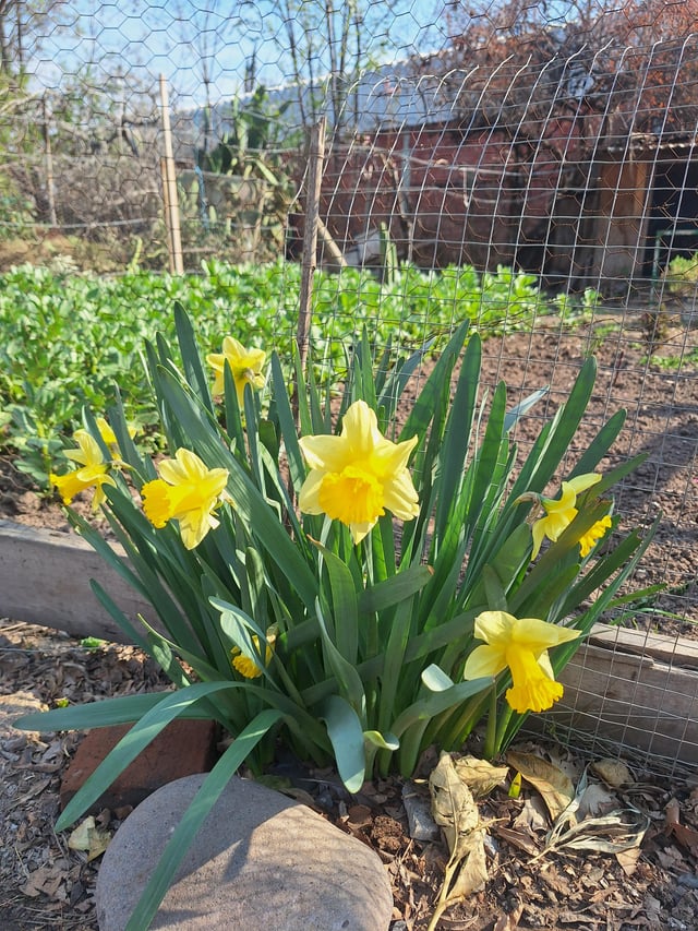 Narcisos – Reddit Post
