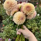 My fav dahlia this season. – Reddit Post