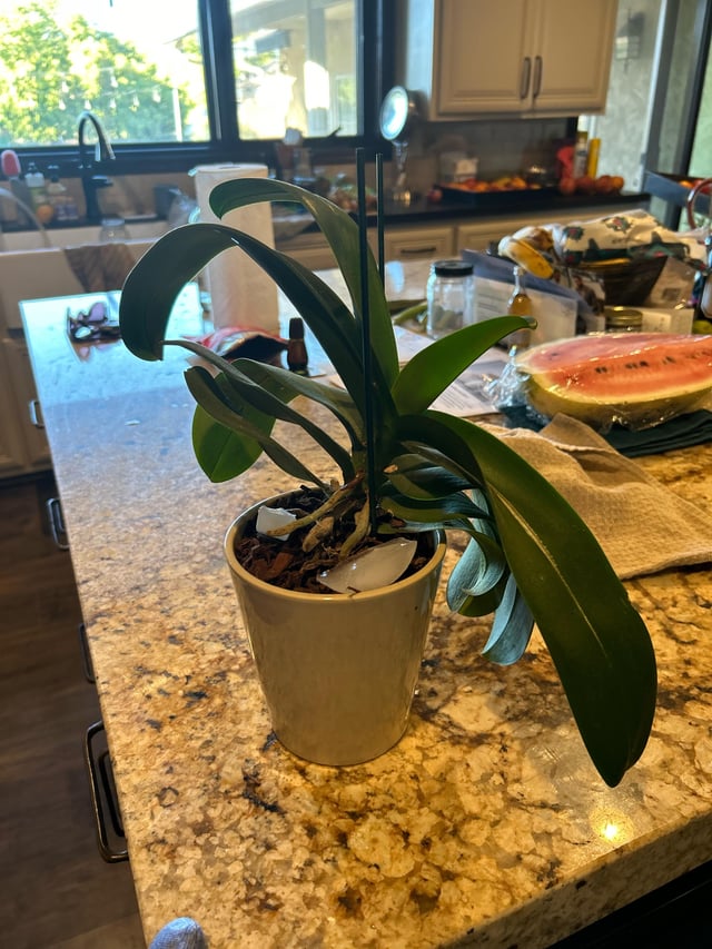 Orchid doesn’t make flowers – Reddit Post