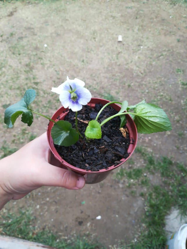 My lawn produced a free plant – Reddit Post