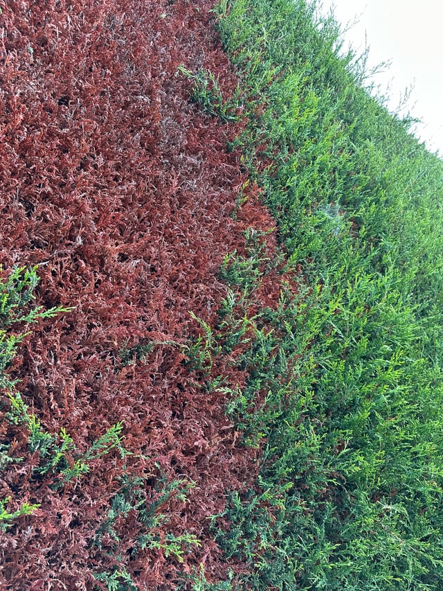 Dead areas on conifer hedge