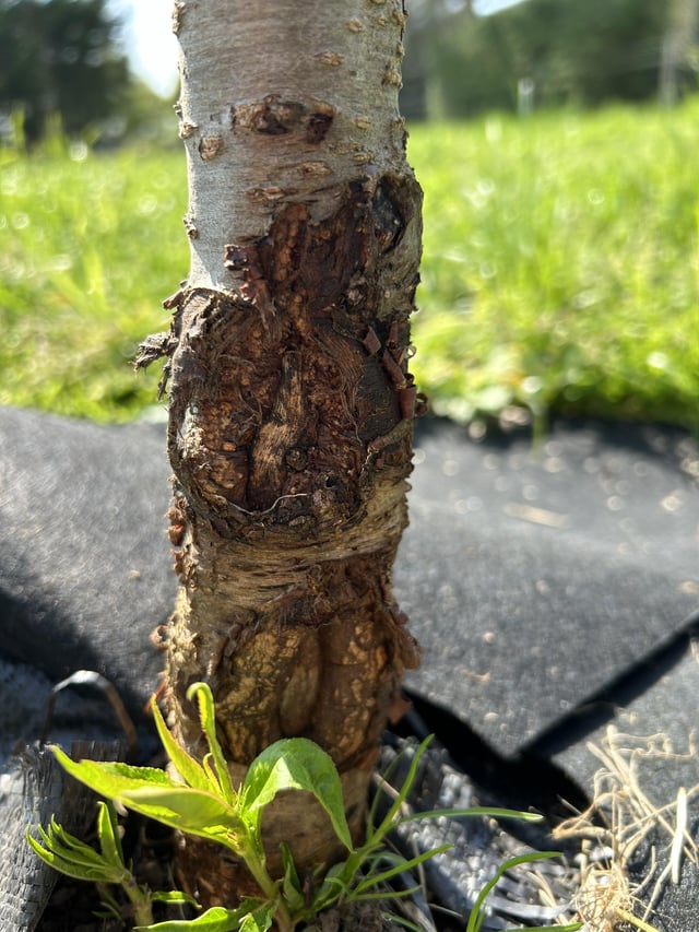 Assistance with fruit tree