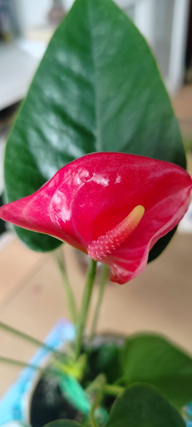 How is this plant called? – Reddit Post