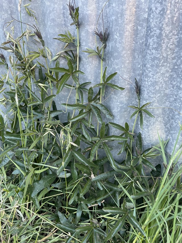 need help on this plant and if I should try keep it (and control it if so)