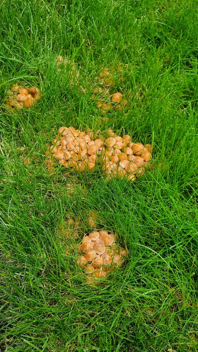 Lawn Mushrooms?
