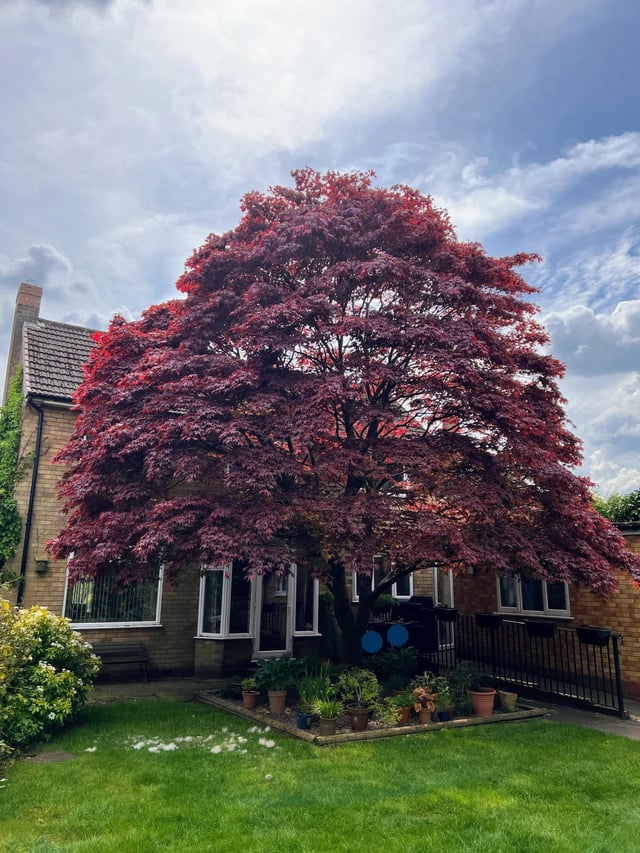 Another red acer post