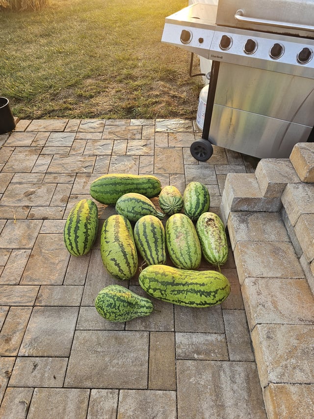 Watermelon harvest – Reddit Post