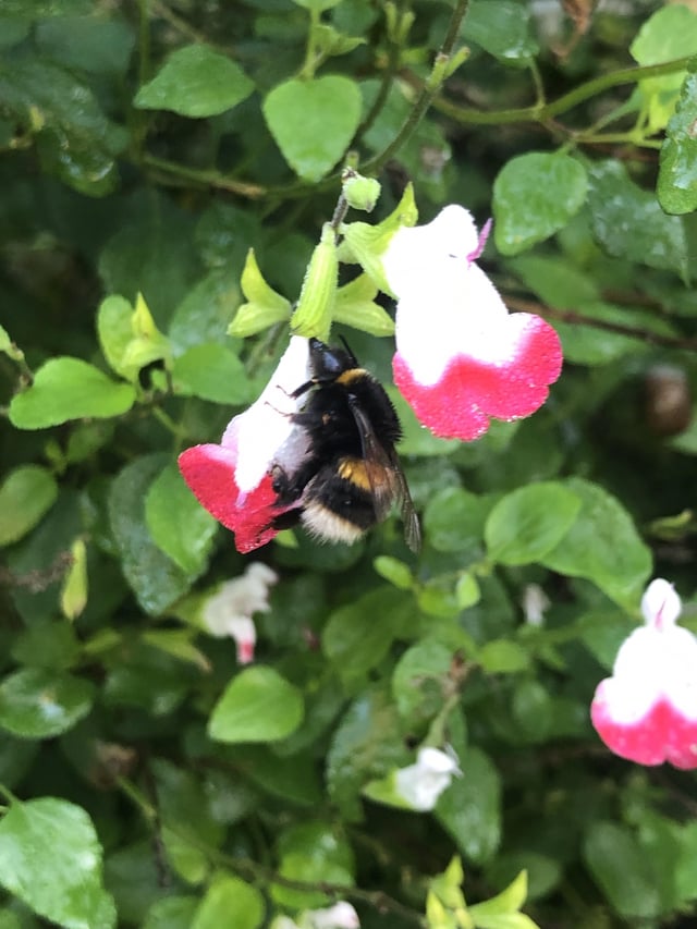 Spotted a lone bee buzzing about amongst the hot lips today