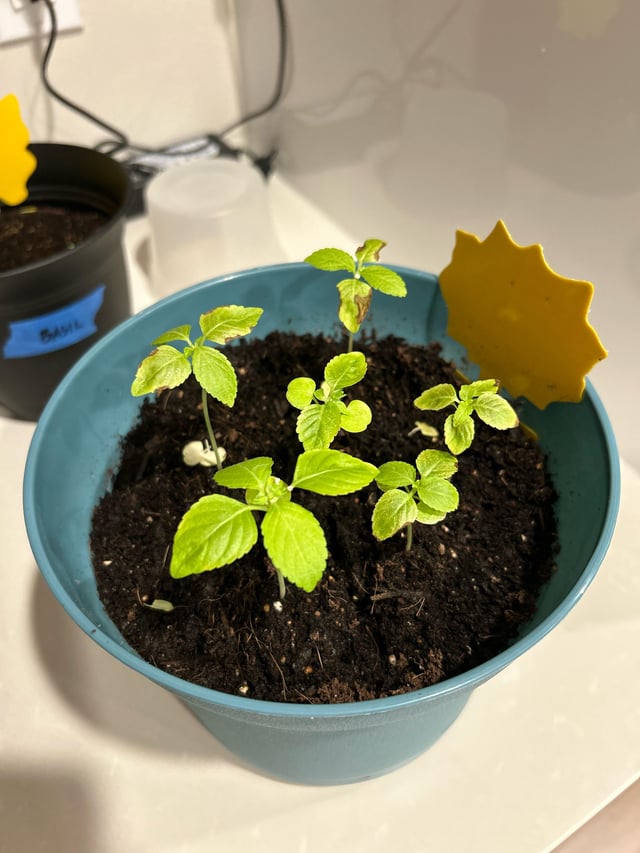 Perilla growing advice – Reddit Post