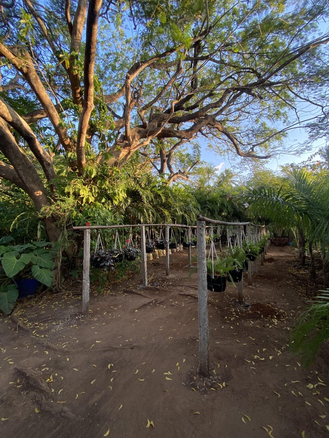 My new hanging garden – Reddit Post