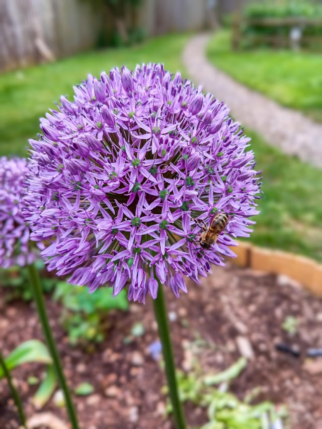 Allium are awesome!!! – Reddit Post