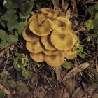 Are these both honey fungus?